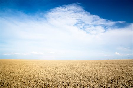 simsearch:400-05311898,k - Rye field on a Sunny day. Agriculture. Stock Photo - Budget Royalty-Free & Subscription, Code: 400-07516333