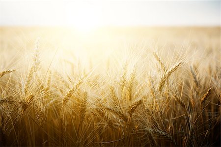 simsearch:400-05311898,k - Wheat field on a Sunny day. Agriculture. Stock Photo - Budget Royalty-Free & Subscription, Code: 400-07516341