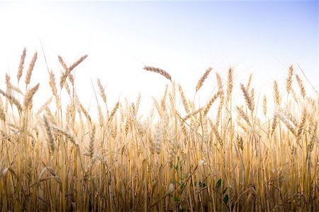 simsearch:400-05311898,k - Wheat field on a Sunny day. Agriculture. Stock Photo - Budget Royalty-Free & Subscription, Code: 400-07516342