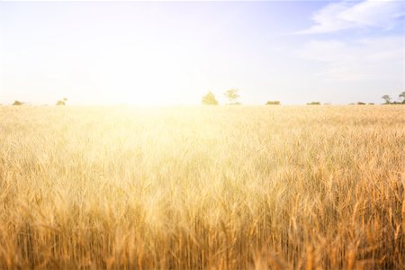 simsearch:400-05311898,k - Wheat field on a Sunny day. Agriculture. Stock Photo - Budget Royalty-Free & Subscription, Code: 400-07516343