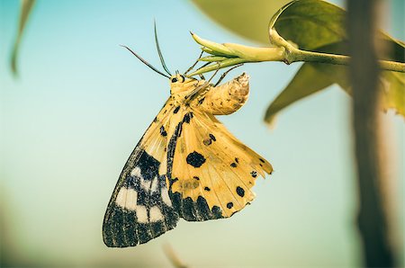 simsearch:400-07518693,k - Yellow moth or Dysphania militaris in the nature Stock Photo - Budget Royalty-Free & Subscription, Code: 400-07518694