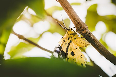 simsearch:400-07518693,k - Yellow moth or Dysphania militaris in the nature Stock Photo - Budget Royalty-Free & Subscription, Code: 400-07518695