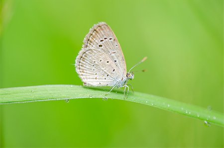 simsearch:400-07518693,k - Little butterfly in the nature or in the garden Stock Photo - Budget Royalty-Free & Subscription, Code: 400-07518706