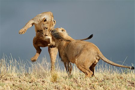 ecoshow (artist) - Playful young African lions (Panthera leo), Kalahari desert, South Africa Stock Photo - Budget Royalty-Free & Subscription, Code: 400-07510713