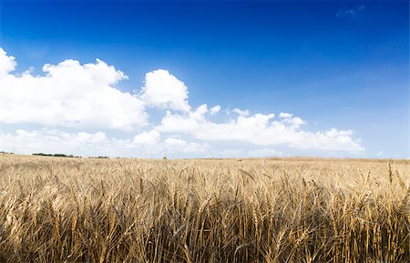 simsearch:400-05311898,k - Wheat field on a Sunny day. Agriculture. Stock Photo - Budget Royalty-Free & Subscription, Code: 400-07511340