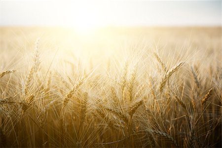 simsearch:400-05311898,k - Wheat field on a Sunny day. Agriculture. Stock Photo - Budget Royalty-Free & Subscription, Code: 400-07511341