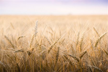 simsearch:400-05311898,k - Wheat field on a Sunny day. Agriculture. Stock Photo - Budget Royalty-Free & Subscription, Code: 400-07511342