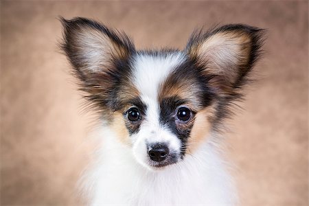 simsearch:400-08402912,k - Portrait of a cute little puppy Papillon on a light brown background Stock Photo - Budget Royalty-Free & Subscription, Code: 400-07513009