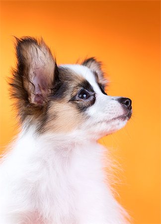 simsearch:400-05722359,k - Portrait of a cute puppy Papillon on a orange background Stock Photo - Budget Royalty-Free & Subscription, Code: 400-07513010