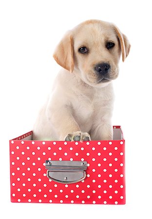 simsearch:400-07421530,k - purebred puppy labrador retriever and box  in a studio Stock Photo - Budget Royalty-Free & Subscription, Code: 400-07513246
