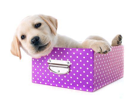 simsearch:400-07421530,k - purebred puppy labrador retriever and box  in a studio Stock Photo - Budget Royalty-Free & Subscription, Code: 400-07513247