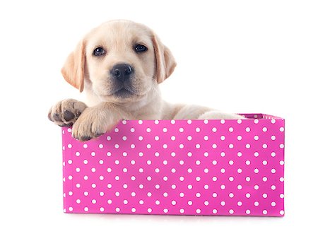 simsearch:400-07421530,k - purebred puppy labrador retriever and box  in a studio Stock Photo - Budget Royalty-Free & Subscription, Code: 400-07513248