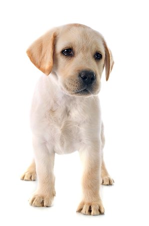 simsearch:400-07421530,k - purebred puppy labrador retriever in a studio Stock Photo - Budget Royalty-Free & Subscription, Code: 400-07513240