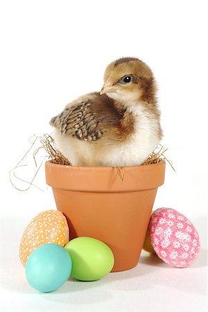 Easter Themed Image With Baby Chicks and Eggs Stock Photo - Budget Royalty-Free & Subscription, Code: 400-07513489