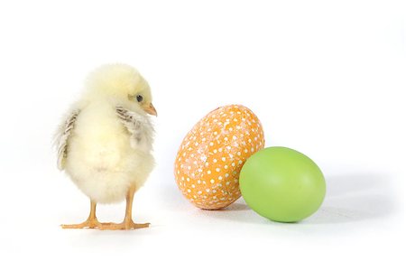 Easter Themed Image With Baby Chicks and Eggs Stock Photo - Budget Royalty-Free & Subscription, Code: 400-07513494