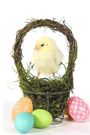 Easter Themed Image With Baby Chicks and Eggs Stock Photo - Budget Royalty-Free & Subscription, Code: 400-07513497