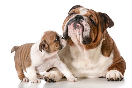 adult dog and puppy english bulldogs Photographie de stock - Aubaine LD & Abonnement, Code: 400-07513715
