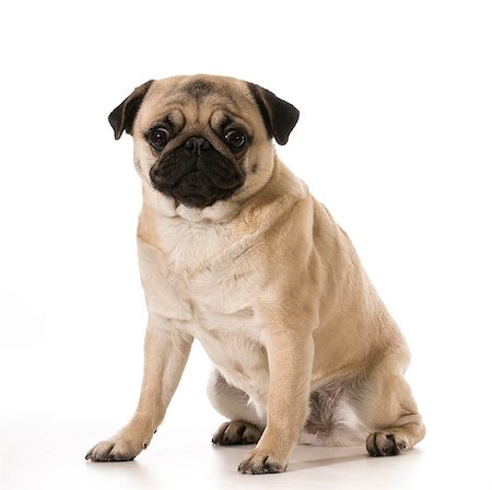 simsearch:400-07421530,k - pug sitting isolated on white background Stock Photo - Budget Royalty-Free & Subscription, Code: 400-07513736