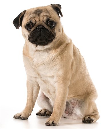 simsearch:400-07421530,k - pug looking at viewer sitting isolated on white background Stock Photo - Budget Royalty-Free & Subscription, Code: 400-07513737