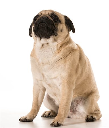 simsearch:400-07421530,k - dog looking up - pug looking up isolated on white background Stock Photo - Budget Royalty-Free & Subscription, Code: 400-07513738
