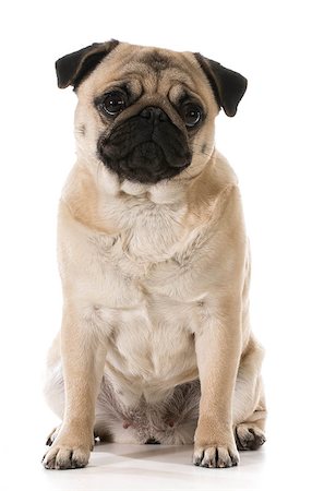 simsearch:400-07421530,k - pug sitting isolated on white background Stock Photo - Budget Royalty-Free & Subscription, Code: 400-07513739