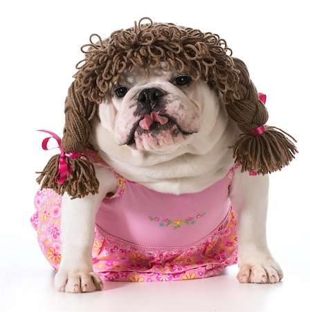 female dog - english bulldog wearing pink dress and pigtail wig isolated on white background Stock Photo - Budget Royalty-Free & Subscription, Code: 400-07513731