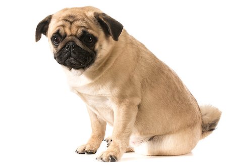 pug sitting isolated on white background Stock Photo - Budget Royalty-Free & Subscription, Code: 400-07513745