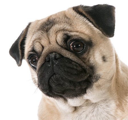 simsearch:400-07421530,k - pug head portrait isolated on white background Stock Photo - Budget Royalty-Free & Subscription, Code: 400-07513740