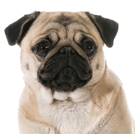 simsearch:400-07421530,k - pug head portrait isolated on white background Stock Photo - Budget Royalty-Free & Subscription, Code: 400-07513741