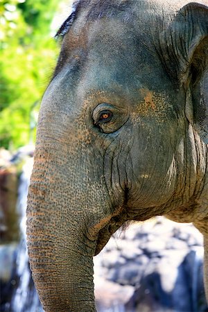 powerful eye in animal - Elephant eye close-up. Zoo in New Zealand Stock Photo - Budget Royalty-Free & Subscription, Code: 400-07525482