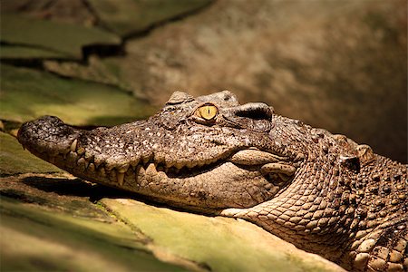 simsearch:400-04434649,k - Muzzle of the crocodile close up Stock Photo - Budget Royalty-Free & Subscription, Code: 400-07528981