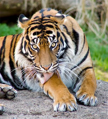 A tiger performs some personal hygiene Stock Photo - Budget Royalty-Free & Subscription, Code: 400-07544274