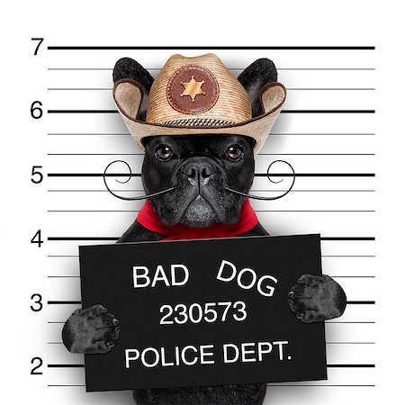 bad mexican dog in a police mugshot Stock Photo - Budget Royalty-Free & Subscription, Code: 400-07545409