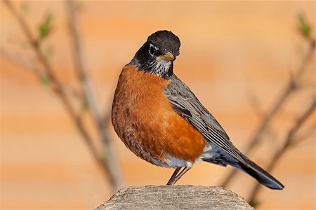 robin - A robin sits on a cedar fence post framed by the branches of a leafing out tree. Head tilted and its beautiful orange breast in full display, the robin searches the area for food. Stock Photo - Budget Royalty-Free & Subscription, Code: 400-07545793
