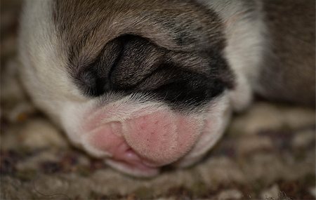 newborn puppy - english bulldog puppy 5 days old Stock Photo - Budget Royalty-Free & Subscription, Code: 400-07545817