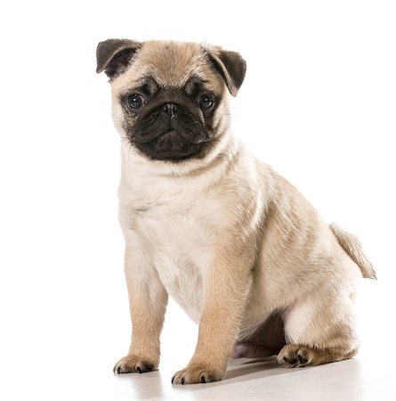 simsearch:400-06107809,k - pug sitting looking at viewer isolated on white background Stock Photo - Budget Royalty-Free & Subscription, Code: 400-07545825