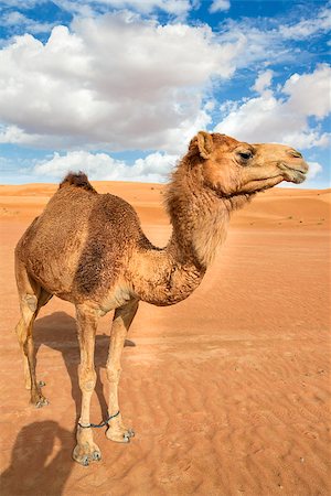saudi arabia people - Image of camel in desert Wahiba Oman Stock Photo - Budget Royalty-Free & Subscription, Code: 400-07546229