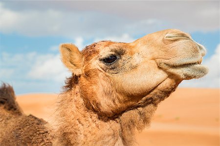 saudi arabia people - Image of camel in desert Wahiba Oman Stock Photo - Budget Royalty-Free & Subscription, Code: 400-07546233