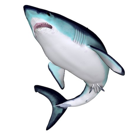 The Mako is a large species of predatory shark that can grow to 4.45 meters or 14.6 feet. Stockbilder - Microstock & Abonnement, Bildnummer: 400-07548718