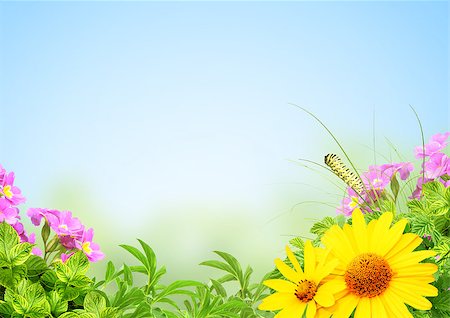 simsearch:400-06069768,k - Summer frame with green leaves, flowers and insect Stock Photo - Budget Royalty-Free & Subscription, Code: 400-07549151