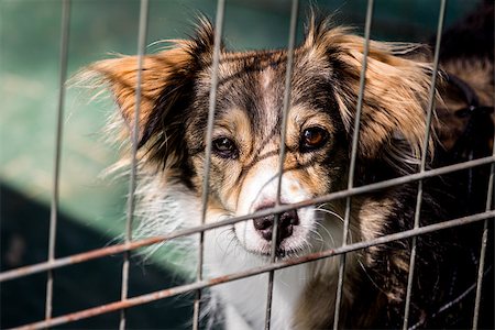 Dog behind bars - abandoned waiting for a home Stock Photo - Budget Royalty-Free & Subscription, Code: 400-07549588