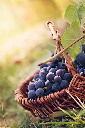 simsearch:400-06923729,k - Grapes harvest. Autumn nature in vineyard with basket of grapes Stock Photo - Budget Royalty-Free & Subscription, Code: 400-07549616