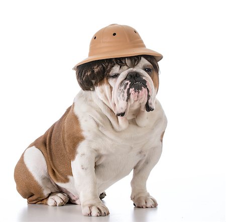 english bulldog wearing safari hat and wig Stock Photo - Budget Royalty-Free & Subscription, Code: 400-07554349