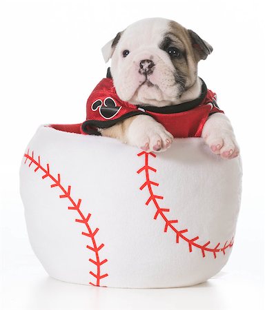 sports hound - bulldog puppy inside a baseball Stock Photo - Budget Royalty-Free & Subscription, Code: 400-07554357