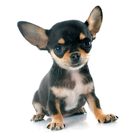 simsearch:400-07421530,k - portrait of a cute purebred  puppy chihuahua in front of white background Stock Photo - Budget Royalty-Free & Subscription, Code: 400-07556615