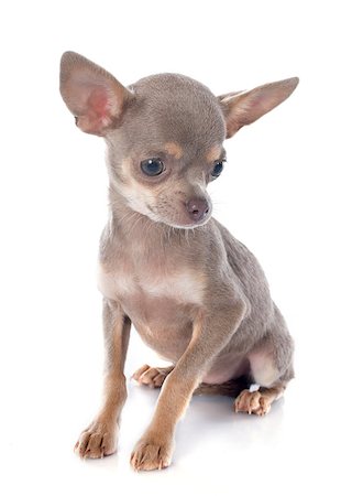 simsearch:400-07421530,k - portrait of a cute purebred  puppy chihuahua in front of white background Stock Photo - Budget Royalty-Free & Subscription, Code: 400-07556619
