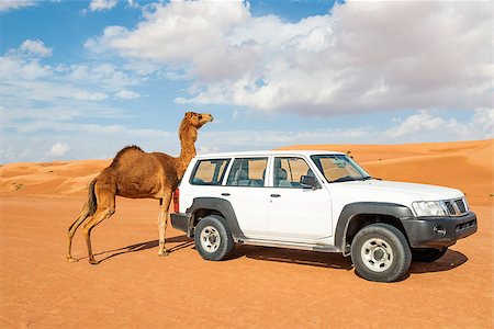 saudi arabia people - Camel rubs against a car in desert Wahiba Oman Stock Photo - Budget Royalty-Free & Subscription, Code: 400-07557654