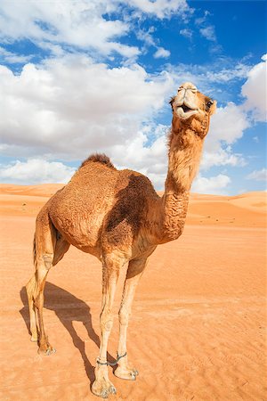 saudi arabia people - Image of camel in desert Wahiba Oman Stock Photo - Budget Royalty-Free & Subscription, Code: 400-07557652
