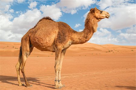 saudi arabia people - Image of camel in desert Wahiba Oman Stock Photo - Budget Royalty-Free & Subscription, Code: 400-07557665