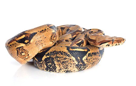 Boa constrictor in front of white background Stock Photo - Budget Royalty-Free & Subscription, Code: 400-07558402